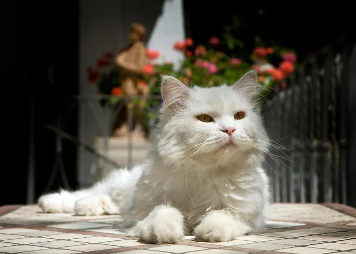 Gatto Bianco